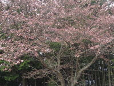 2000329.jpg