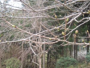 20080324kyoukaisakura.jpg