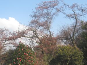 20080328_1.jpg