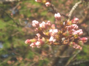 20080328_2.jpg