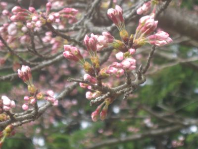 20080329_1.jpg